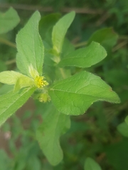 Acanthospermum hispidum image