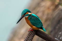 Alcedo atthis