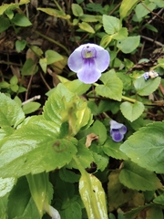Torenia asiatica