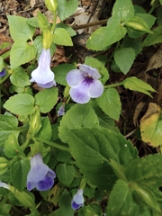 Torenia asiatica