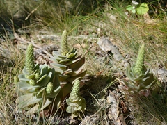 Orostachys malacophylla