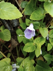 Torenia asiatica