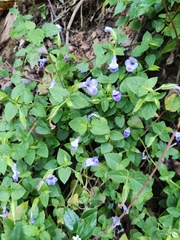 Torenia asiatica