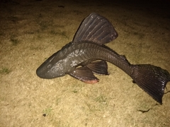 Hypostomus commersoni