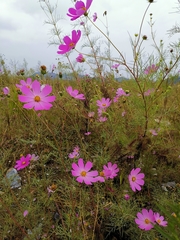 Cosmos bipinnatus