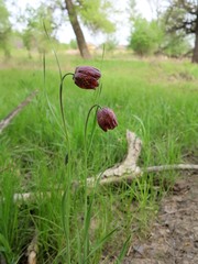 Fritillaria meleagroides