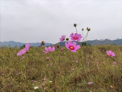 Cosmos bipinnatus