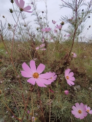 Cosmos bipinnatus