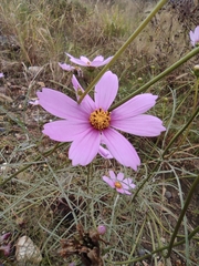 Cosmos bipinnatus