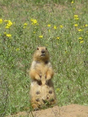 Spermophilus fulvus