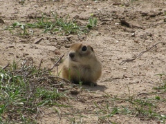 Spermophilus fulvus