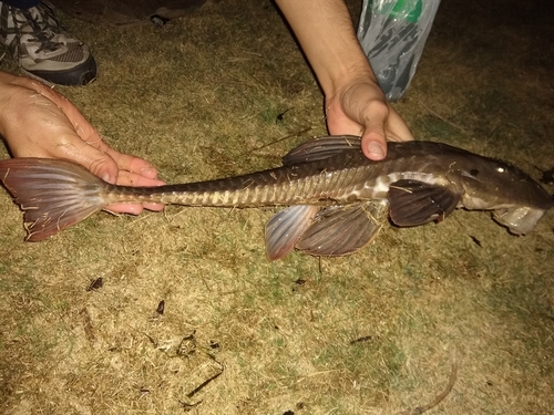 Spoonlip whiptail catfish (Loricariichthys anus) — Loricariidae