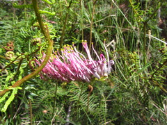 Grevillea acanthifolia
