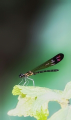 Heliocypha bisignata