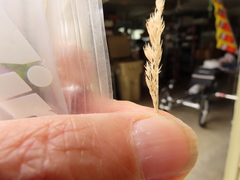 Festuca saximontana purpusiana