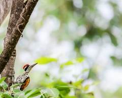 Chrysocolaptes festivus