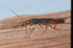 Doryctinae