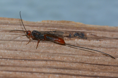 Doryctinae