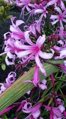 Nerine bowdenii
