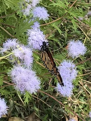 Danaus plexippus