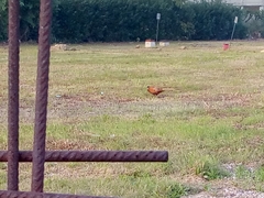 Phasianus colchicus