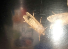 Chrysodeixis chalcites