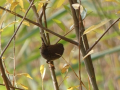 Troglodytes troglodytes