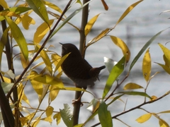 Troglodytes troglodytes