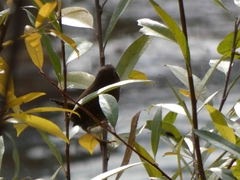 Troglodytes troglodytes