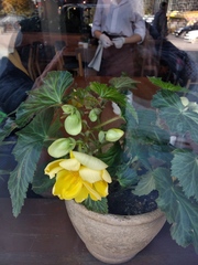 Begonia × tuberhybrida