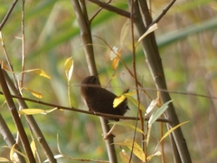 Troglodytes troglodytes