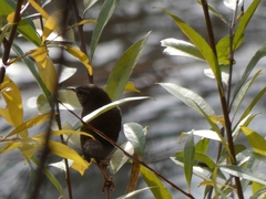 Troglodytes troglodytes