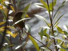 Troglodytes troglodytes