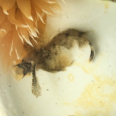 Nautichthys oculofasciatus