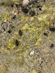 Tryonia quitobaquitae