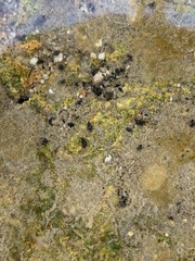 Tryonia quitobaquitae