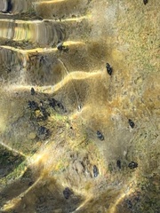 Tryonia quitobaquitae