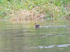 Tachybaptus ruficollis