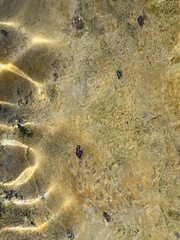 Tryonia quitobaquitae