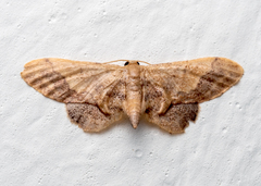Idaea violacea
