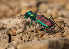 Cicindela splendida