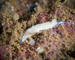 Hypselodoris peasei