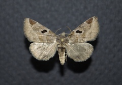 Plagiomimicus pityochromus