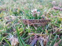 Schistocerca piceifrons