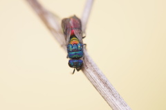 Chrysis scutellaris