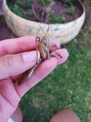 Schistocerca piceifrons