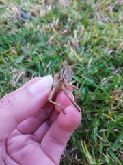 Schistocerca piceifrons