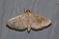 Palpita freemanalis