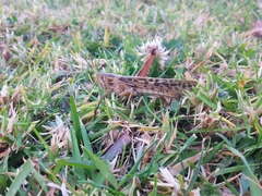 Schistocerca piceifrons