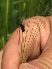 Polemius denticornis